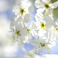 Photo-Art by Iskou-Hee