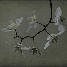 Photo-Art by Iskou-Hee