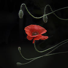 Photo-Art by Iskou-Hee