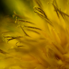 Photo-Art by Iskou-Hee Dandelion